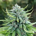 durban-poison-feminized-seeds-cannabis-strain-usa-marijuana-best