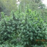 durban-poison-marijuana-seeds-strain-usa-