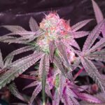 hindu-kush-autoflower-cannabis-seeds-usa-strain-effects