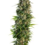 hindu-kush-autoflower-strain-cannabis-usa