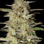 hindu-kush-autoflower-strain-cannabis-seeds-usa