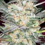 hindu-kush-autoflower-strain-cannabis-usa