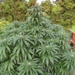 kosher-kush-feminized-cannabis-seeds-usa