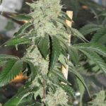 kosher-kush-feminized-cannabis-seeds-usa