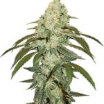 kosher-kush-feminized-cannabis-seeds-usa