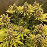 kosher-kush-feminized-cannabis-seeds-usa