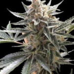 kosher-kush-feminized-seeds-marijuana-strain-cannabis-usa