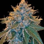 kosher-kush-feminized-cannabis-seeds-usa