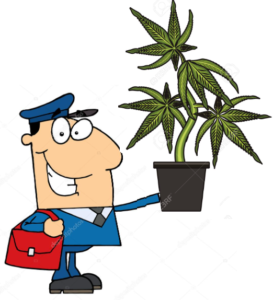 shipping-marijuana-seeds-usa