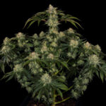 og-kush-feminized-strain-cannabis-seeds-usa