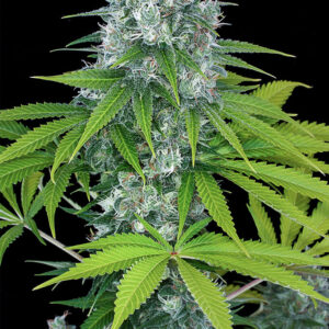 og-kush-feminized-strain-cannabis-seeds-usa