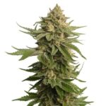 og-kush-feminized-strain-cannabis-seeds-usa