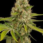 og-kush-feminized-strain-cannabis-seeds-usa