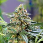 og-kush-feminized-strain-cannabis-seeds-usa