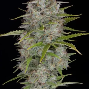 orange-sherbet-autoflower-strain-cannabis