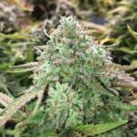 zkittlez-autoflower-bud-strain-cannabis-seeds-usa