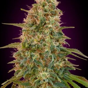 zkittlez-autoflower-bud-strain-cannabis-seeds-usa-marijuana