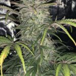 zkittlez-autoflower-cannabis-seeds-strain-bud-usa