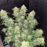 zkittlez-autoflower-cannabis-seeds-strain-plant-usa