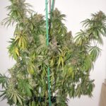 Master-Kush-cannabis-seeds-strain-feminized-plant