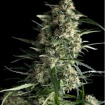 galaxy-feminized-cannabis-seeds-strain