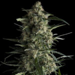 galaxy-feminized-cannabis-seeds-strain-usa