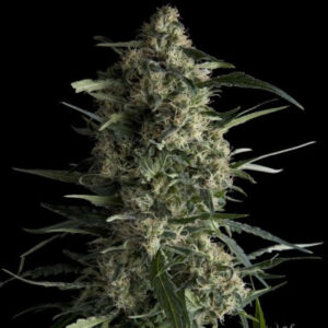 galaxy-feminized-cannabis-seeds-strain-usa