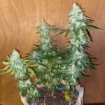 galaxy-feminized-cannabis-seeds-strain-usa-plant