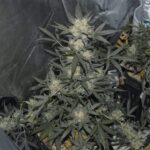 girl-scout-cookies-autoflower-cannabis-seeds-strain-