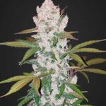 girl-scout-cookies-autoflower-cannabis-seeds-strain-1seeds.