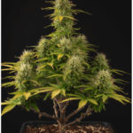 girl-scout-cookies-autoflower-cannabis-seeds-strain-1seeds.