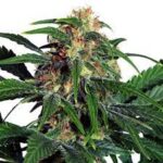 girl-scout-cookies-autoflower-cannabis-seeds-strain-usa-1seeds