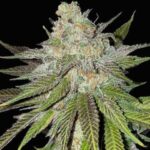 gmo-cookies-feminized-cannabis-seeds-strain-usa