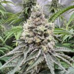 gmo-cookies-feminized-cannabis-seeds-strain-usa