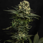 gmo-cookies-feminized-cannabis-seeds-strain-usa