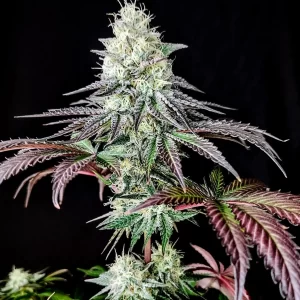 gmo-cookies-feminized-cannabis-seeds-strain-usa