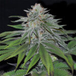 gorilla-glue-feminized-marijuana-seeds-cannabis