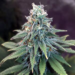 gorilla-glue-feminized-marijuana-seeds-cannabis