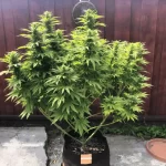 gorilla-glue-feminized-marijuana-seeds-cannabis-plant