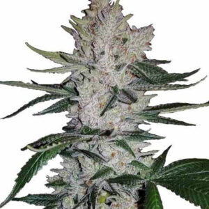 gorilla-glue-feminized-marijuana-seeds-cannabis