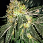 grease-monkey-feminized-seeds-cannabis-strain