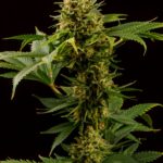 grease-monkey-feminized-seeds-cannabis-strain