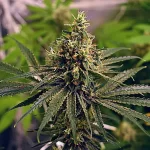 grease-monkey-feminized-seeds-cannabis-strain