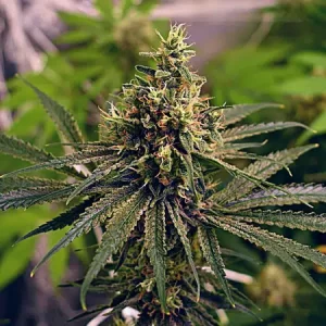 grease-monkey-feminized-seeds-cannabis-strain