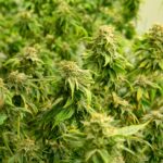 grease-monkey-feminized-seeds-cannabis-strain-plant