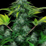 ice-cream-cake-autoflower-cannabis-seeds-strain