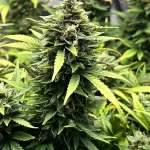 ice-cream-cake-autoflower-cannabis-seeds-strain