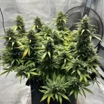 ice-cream-cake-autoflower-cannabis-seeds-strain