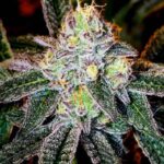 ice-cream-cake-autoflower-cannabis-seeds-strain