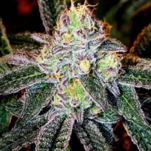 ice-cream-cake-autoflower-cannabis-seeds-strain